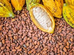 Cocoa Beans