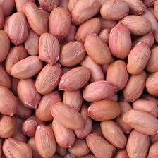 Groundnut